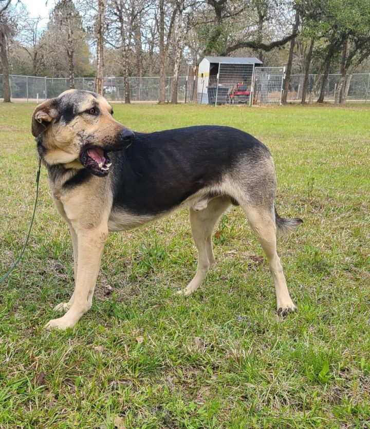 Yates, an adoptable German Shepherd Dog Mix in Sheridan, TX_image-3