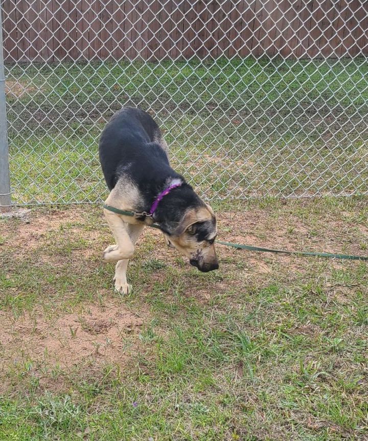 Yates, an adoptable German Shepherd Dog Mix in Sheridan, TX_image-5