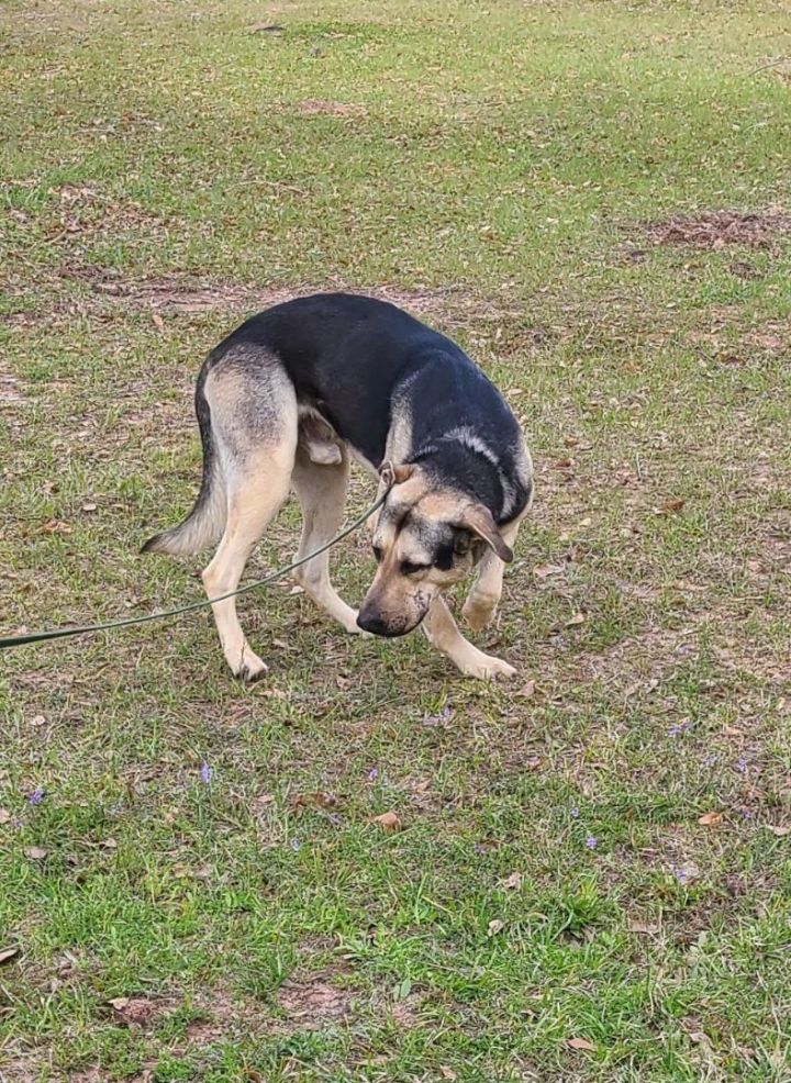 Yates, an adoptable German Shepherd Dog Mix in Sheridan, TX_image-6