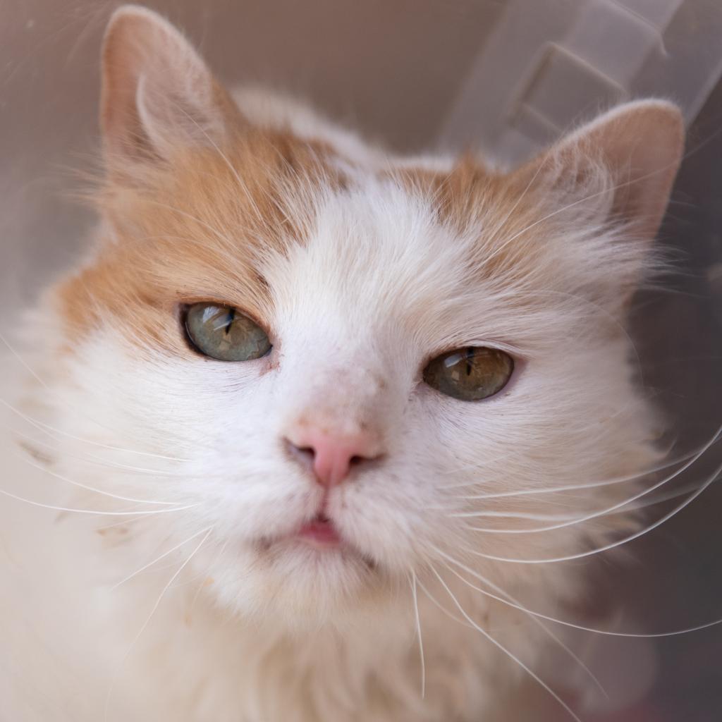 Wesson, an adoptable Domestic Medium Hair in Kanab, UT, 84741 | Photo Image 1