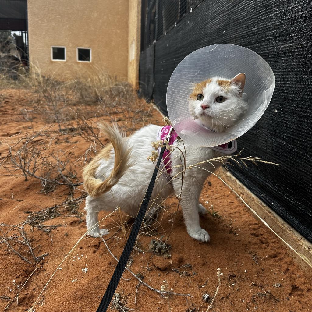 Wesson, an adoptable Domestic Medium Hair in Kanab, UT, 84741 | Photo Image 2