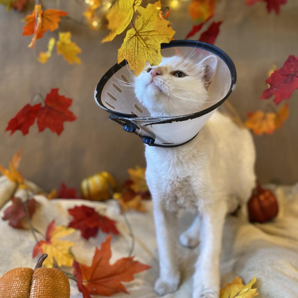 Wesson, an adoptable Domestic Medium Hair in Kanab, UT, 84741 | Photo Image 4