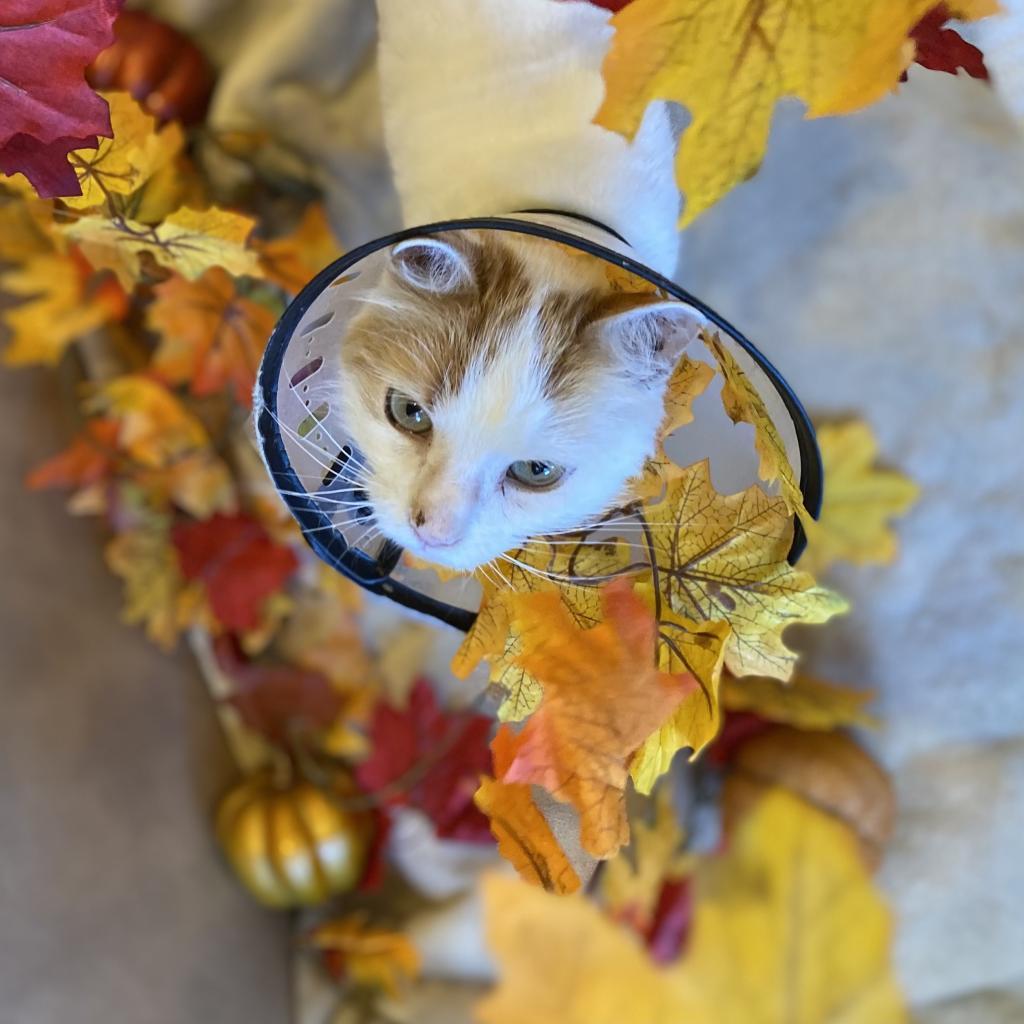 Wesson, an adoptable Domestic Medium Hair in Kanab, UT, 84741 | Photo Image 4