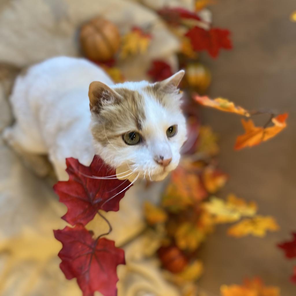 Wesson, an adoptable Domestic Medium Hair in Kanab, UT, 84741 | Photo Image 5