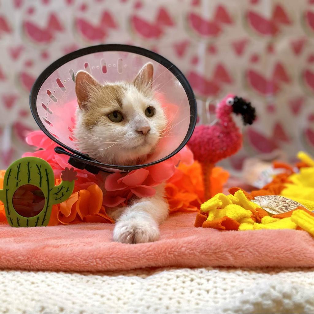 Wesson, an adoptable Domestic Medium Hair in Kanab, UT, 84741 | Photo Image 5