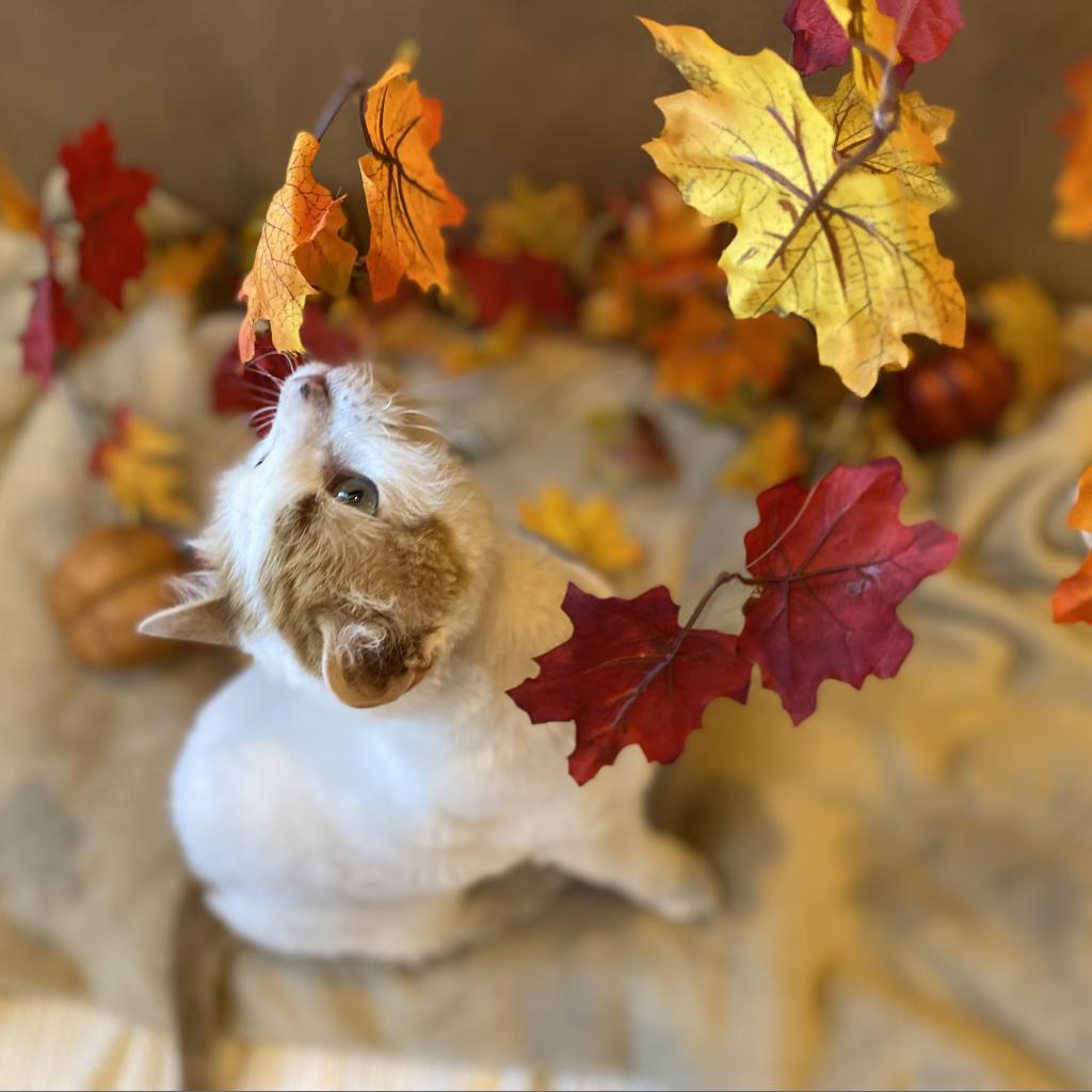 Wesson, an adoptable Domestic Medium Hair in Kanab, UT, 84741 | Photo Image 6