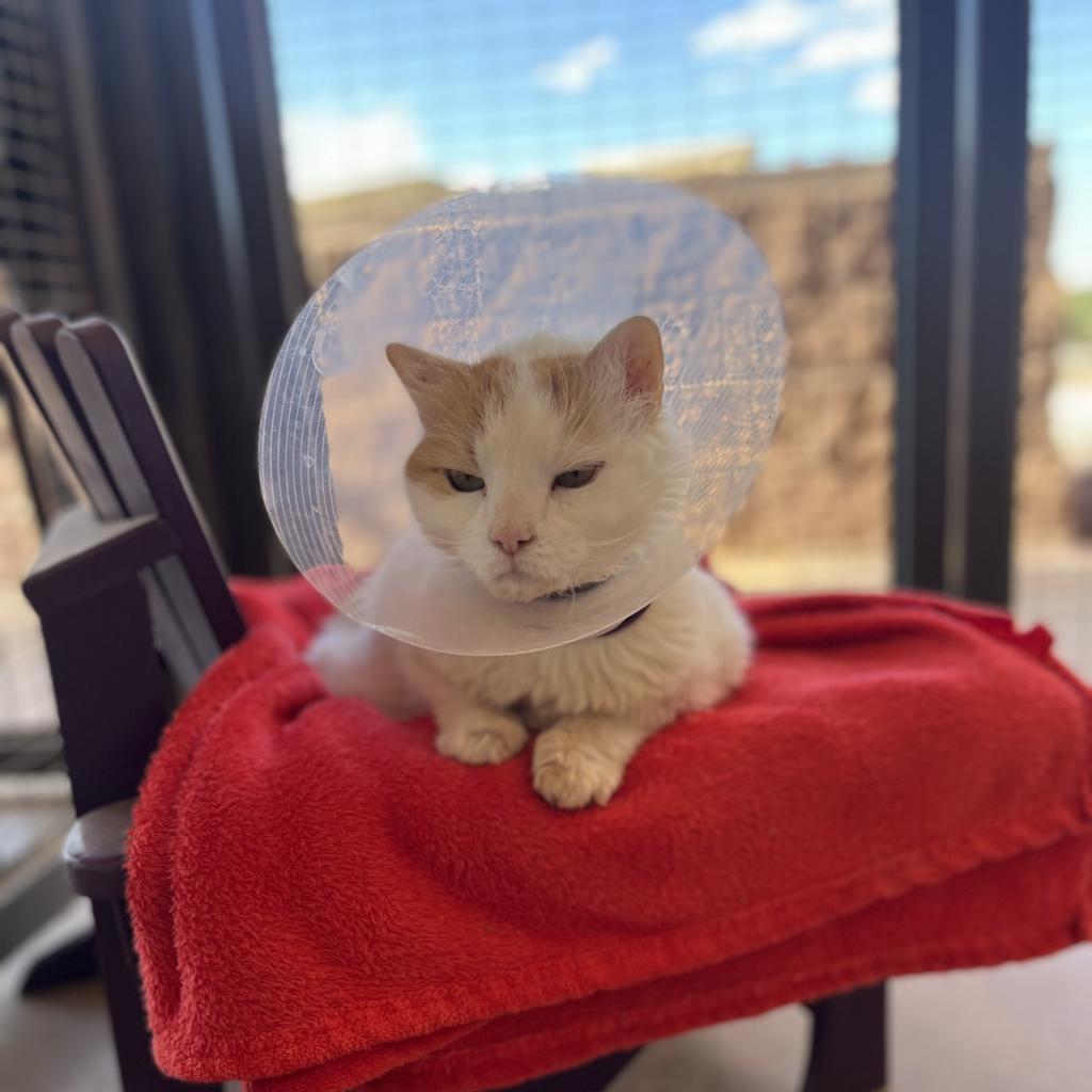 Wesson, an adoptable Domestic Medium Hair in Kanab, UT, 84741 | Photo Image 6