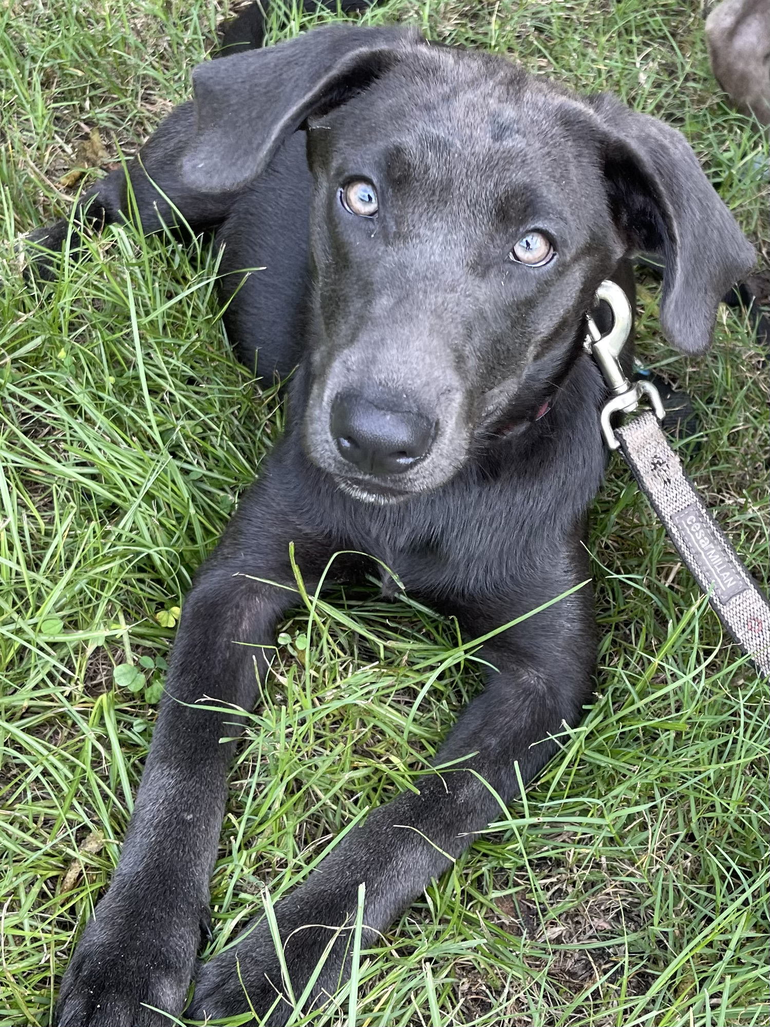 Urgent need foster for Mollie. Pure Labrador girl