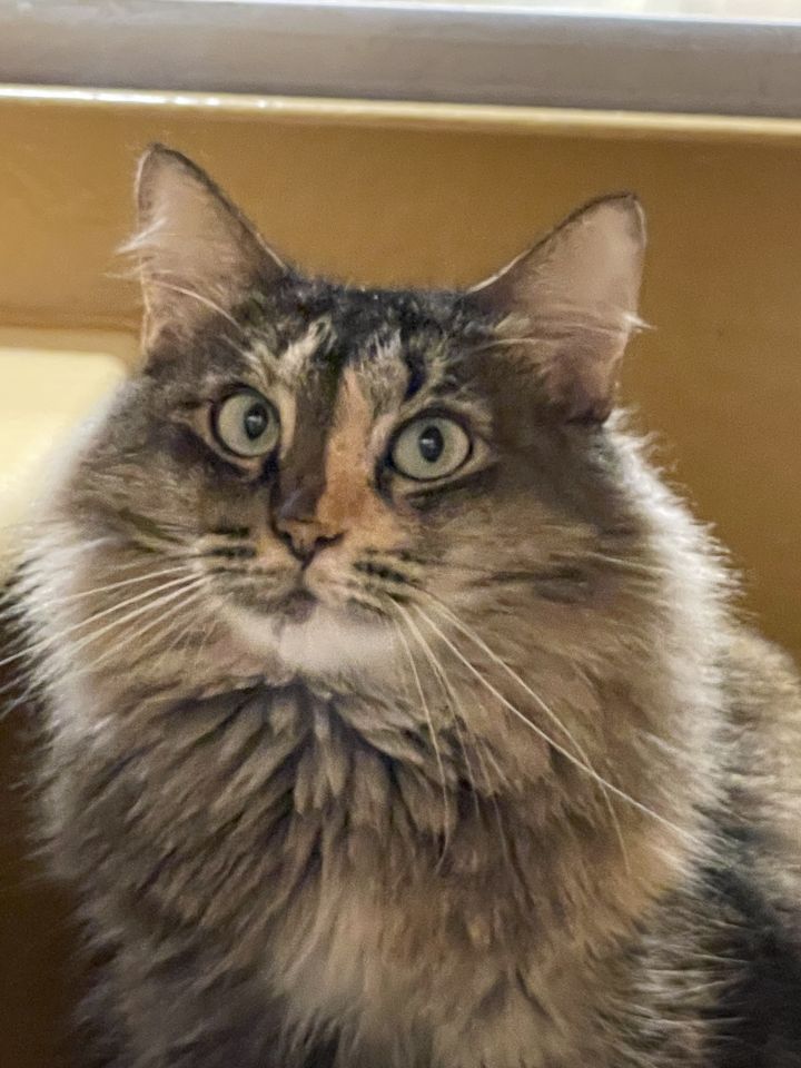 Cleo, an adoptable Maine Coon & Domestic Long Hair Mix in Fort Lauderdale, FL_image-1