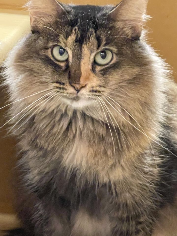 Cleo, an adoptable Maine Coon & Domestic Long Hair Mix in Fort Lauderdale, FL_image-5