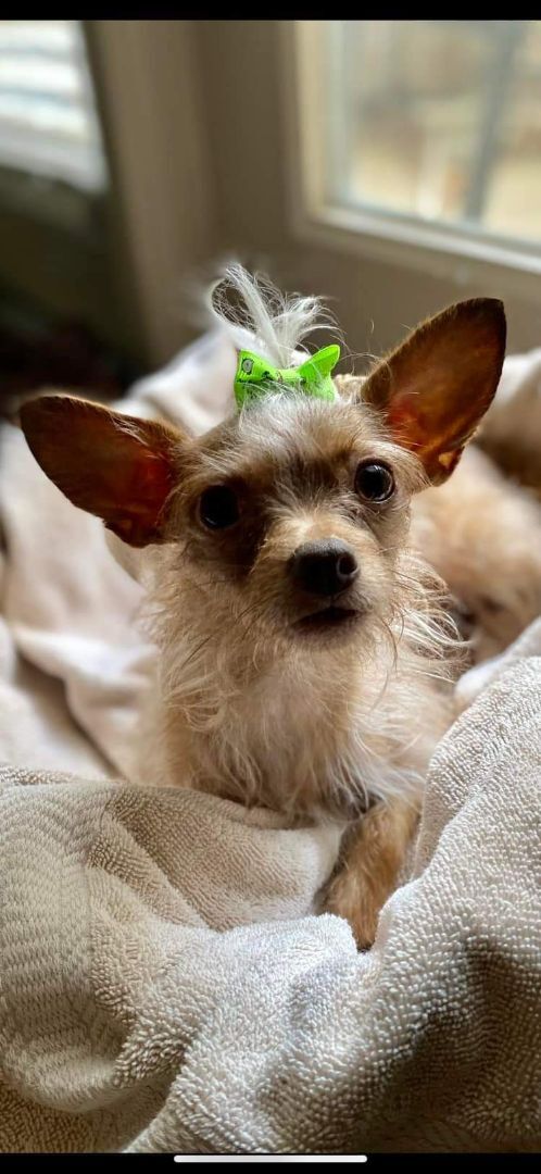 Sasha, an adopted Yorkshire Terrier & Poodle Mix in Spring, TX_image-1