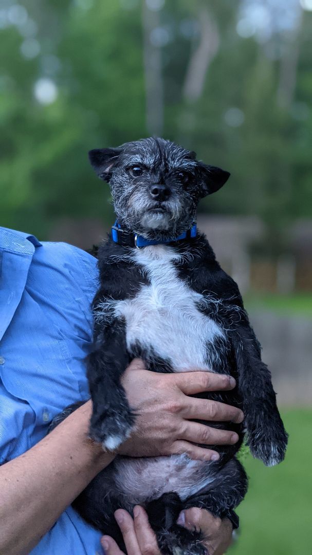 Ace, an adoptable Affenpinscher & Terrier Mix in Spring, TX_image-1