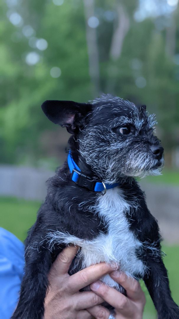 Ace, an adoptable Affenpinscher & Terrier Mix in Spring, TX_image-3