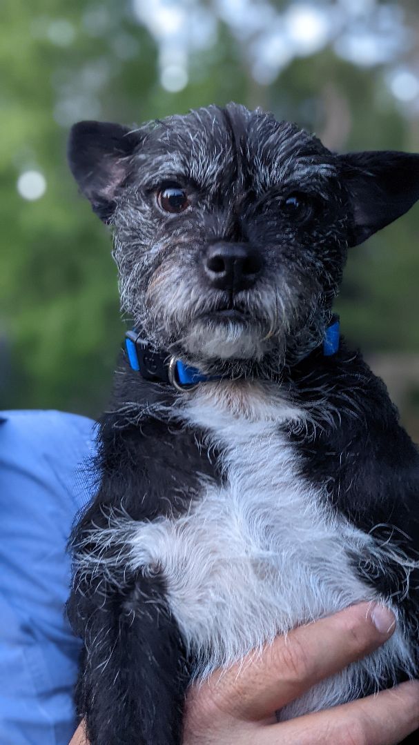 Ace, an adoptable Affenpinscher & Terrier Mix in Spring, TX_image-4