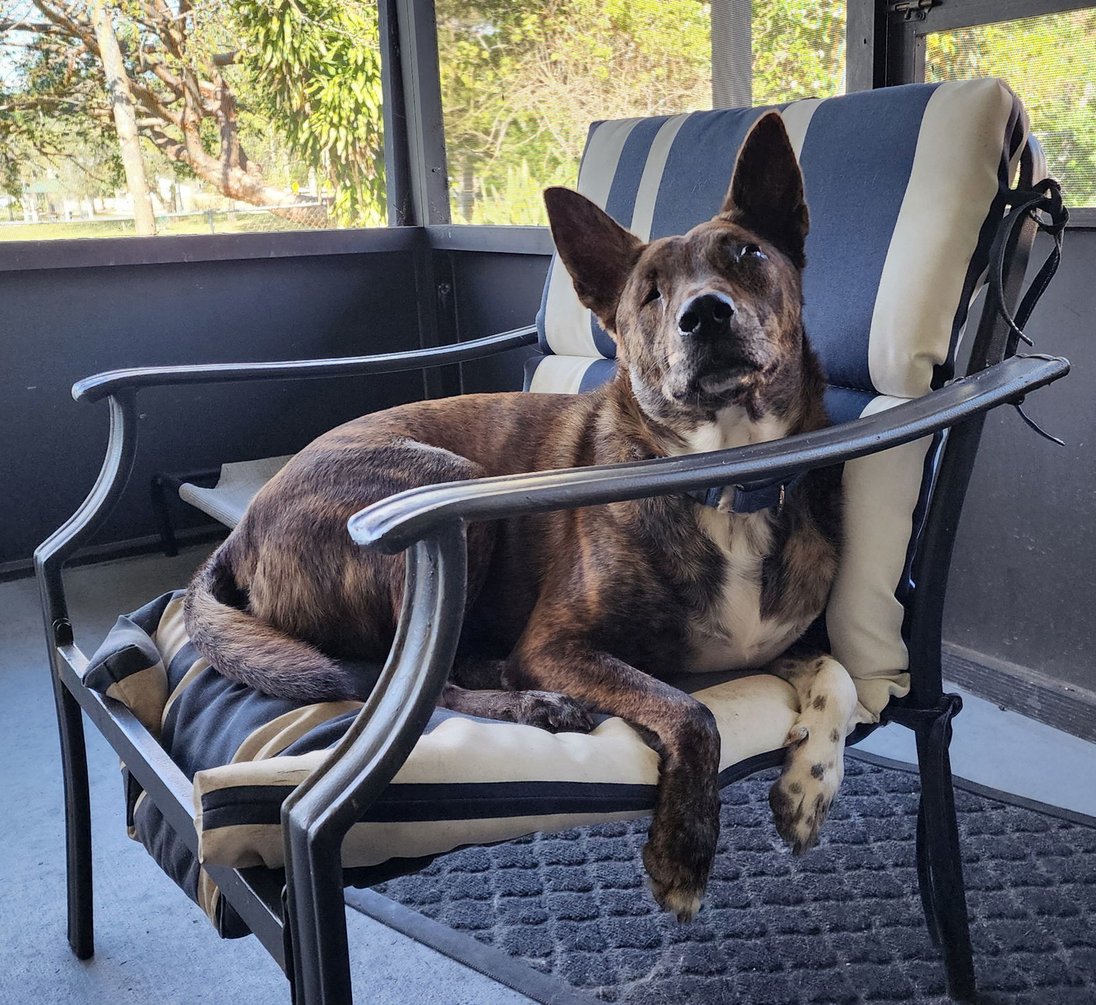Jack, an adoptable Dutch Shepherd in Royal Palm Beach, FL, 33421 | Photo Image 2