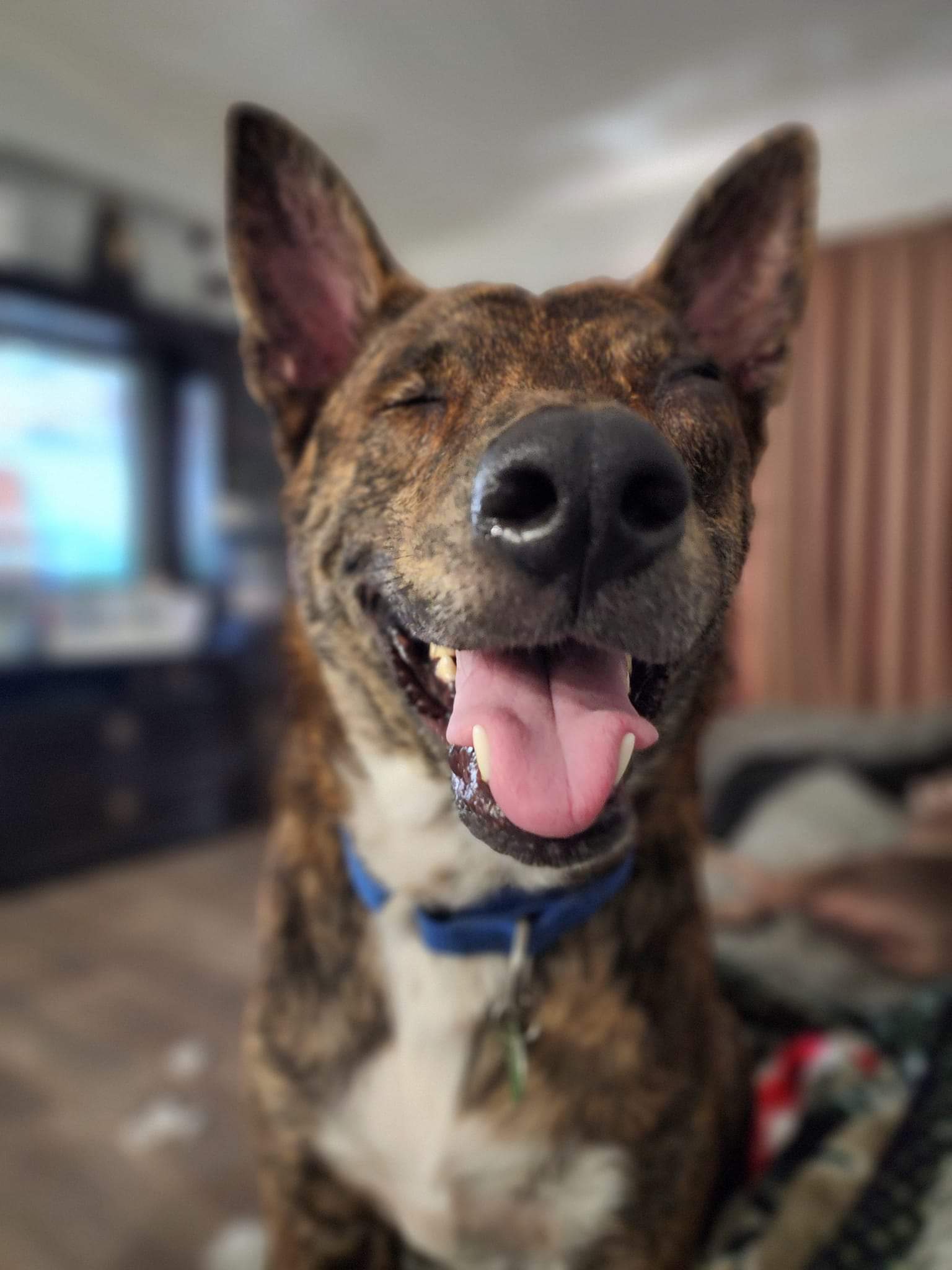 Jack, an adoptable Dutch Shepherd in Royal Palm Beach, FL, 33421 | Photo Image 2