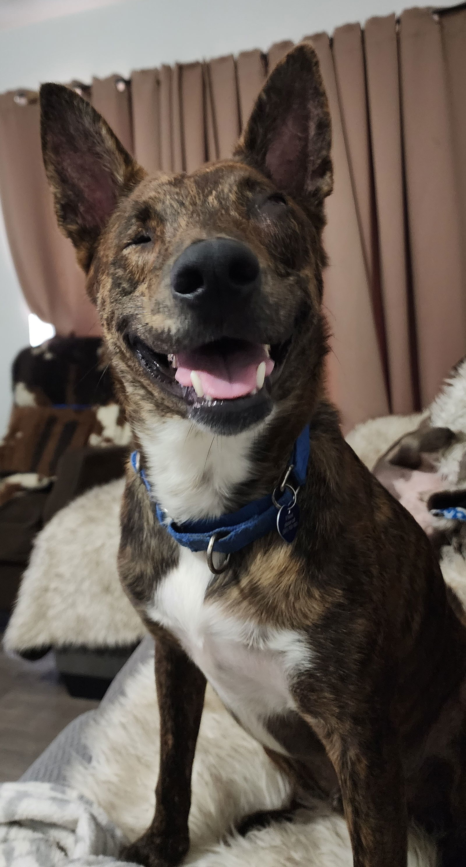 Jack, an adoptable Dutch Shepherd in Royal Palm Beach, FL, 33421 | Photo Image 3