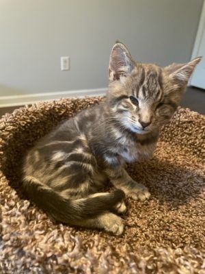 Artoo (R2-D2) Tabby Cat | Pets | Lawrenceville GA | recycler.com