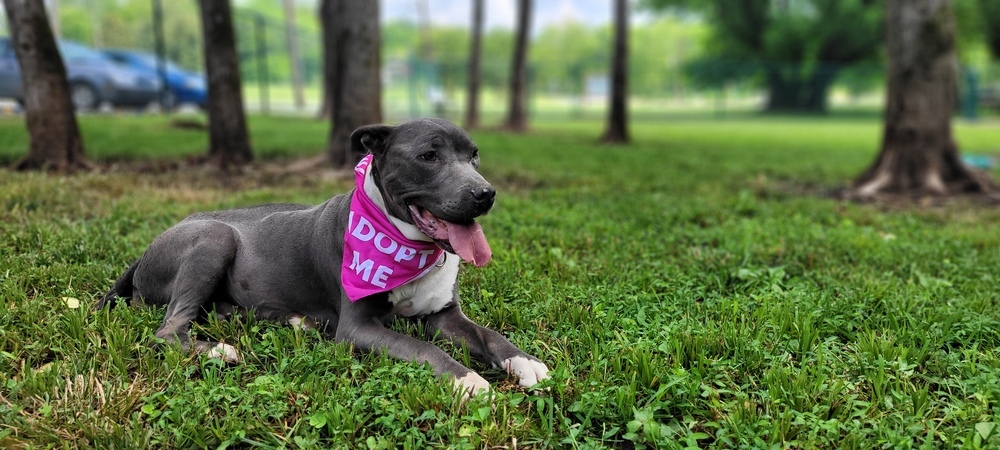 Ghost, an adoptable American Staffordshire Terrier in Rock Island, TN, 38581 | Photo Image 1