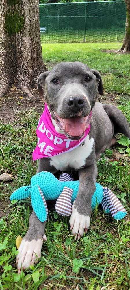 Ghost, an adoptable American Staffordshire Terrier in Rock Island, TN, 38581 | Photo Image 2