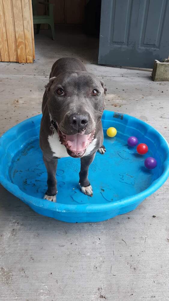 Ghost, an adoptable American Staffordshire Terrier in Rock Island, TN, 38581 | Photo Image 3