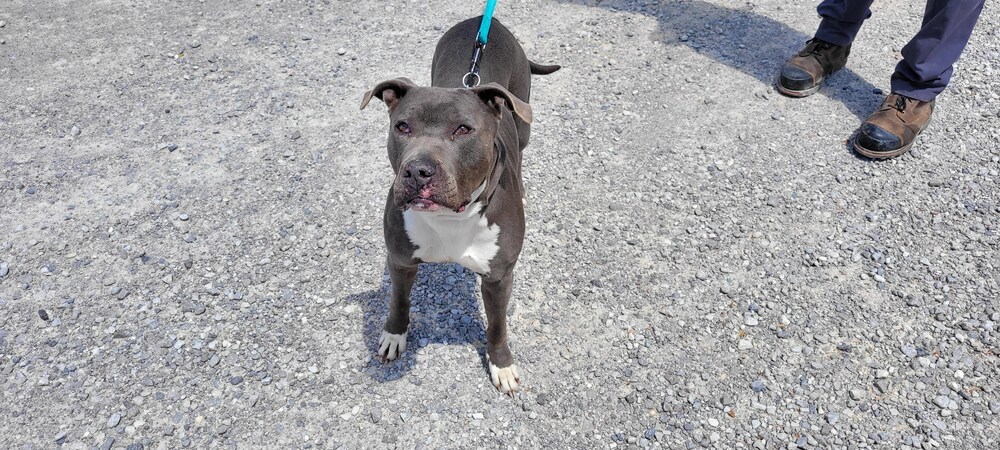 Ghost, an adoptable American Staffordshire Terrier in Rock Island, TN, 38581 | Photo Image 4