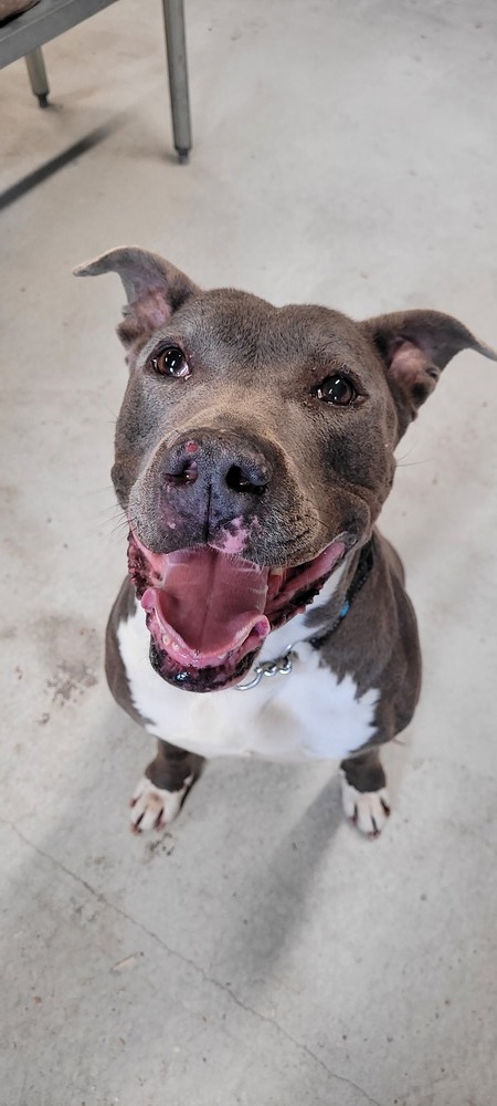 Ghost, an adoptable American Staffordshire Terrier in Rock Island, TN, 38581 | Photo Image 5