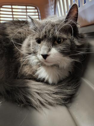 Ralphie, an adoptable Domestic Medium Hair & Domestic Short Hair Mix in Clarks Summit, PA_image-2