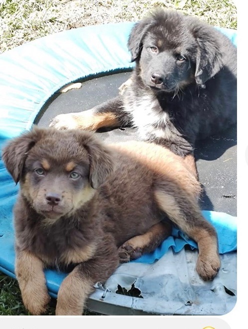 Foster Needed For 2 Fluffy Pups detail page