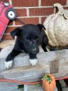 Foster Needed for 6 lab mixes 
