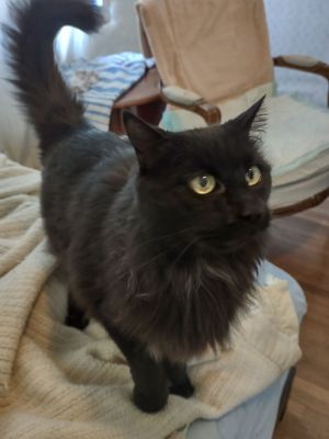 Meet Loveball Loveball is a very handsome Maine Coon mix He is 12 years old He is sweet and laid