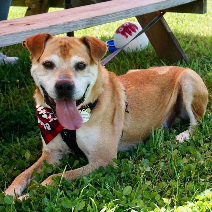 Wilson, an adoptable Pit Bull Terrier & Labrador Retriever Mix in Bethel, CT_image-2