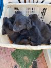 Foster Needed for litter of 4 Lab mixes