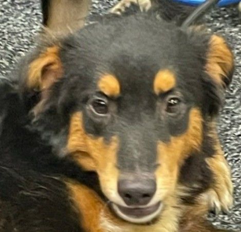 Tog Smil Drama Dog for adoption - Choco, a Shetland Sheepdog / Sheltie & Spaniel Mix in  Cliffside Park, NJ | Petfinder