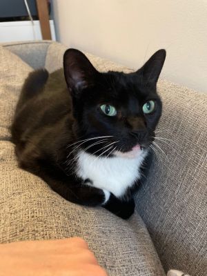 If you are looking for a lap cat and lifetime companion then check out Dolan This tuxedo charmer i