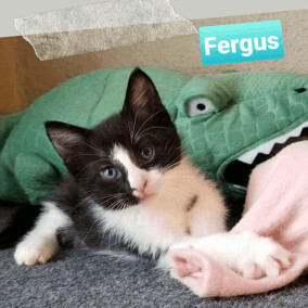 Fergus 1