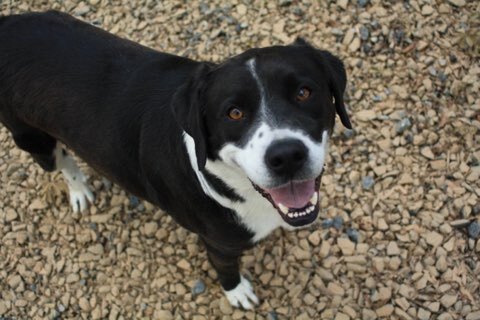 Torrance, an adoptable Border Collie Mix in Milledgeville, GA_image-2