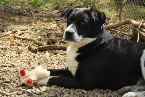 Torrance, an adoptable Border Collie Mix in Milledgeville, GA_image-3