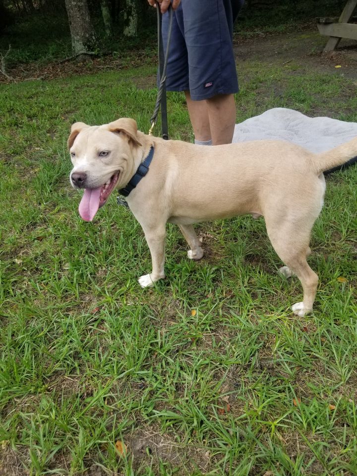 Rocky, an adoptable Labrador Retriever & Terrier Mix in Milledgeville, GA_image-2