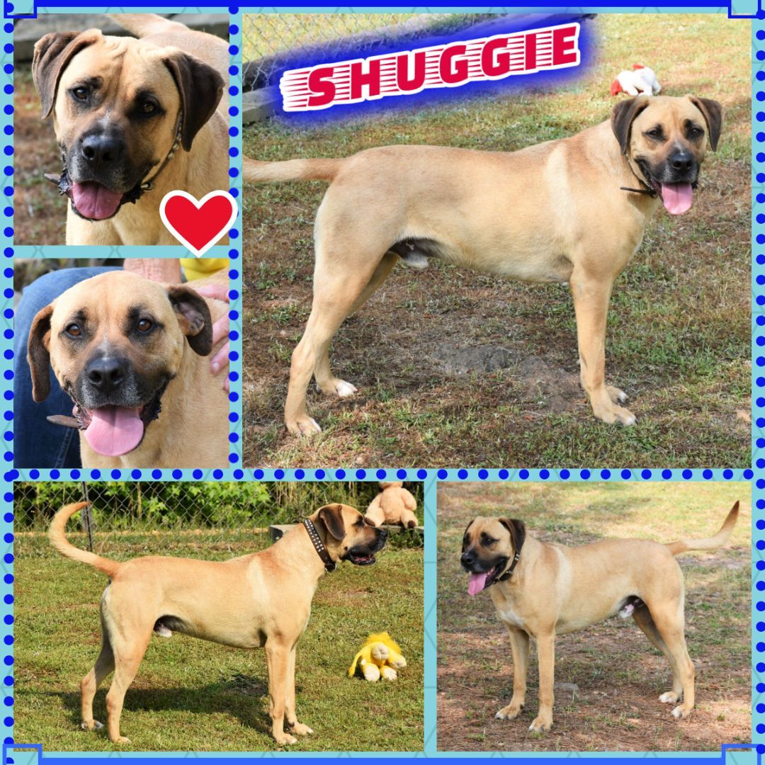 Shuggie