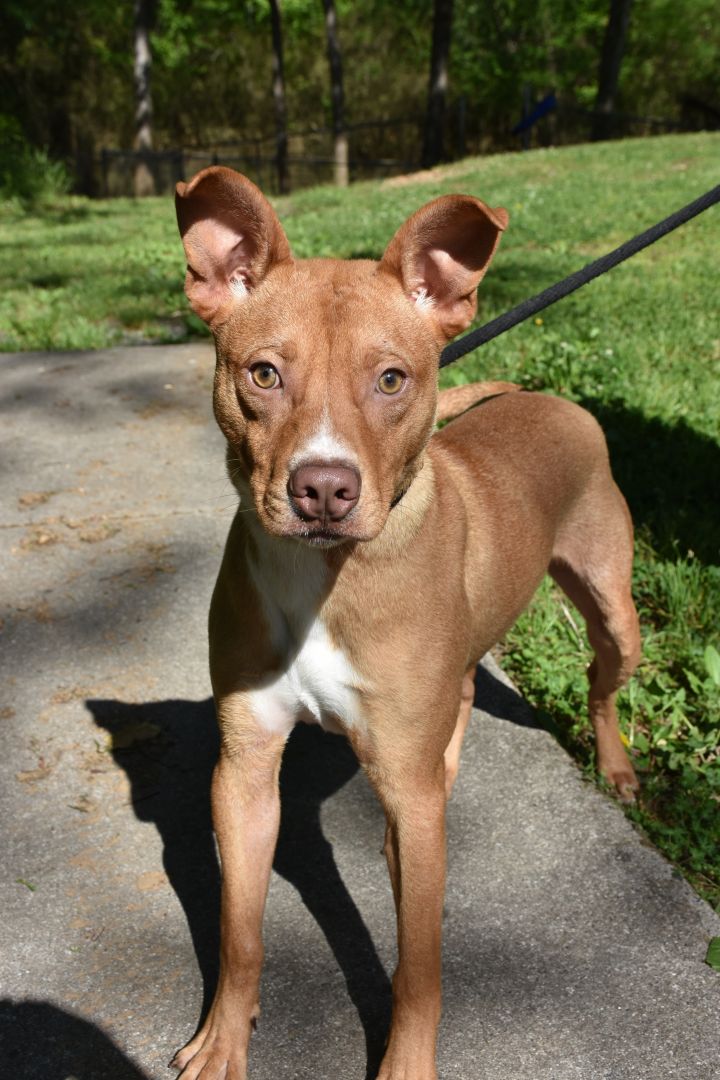 Romeo, an adoptable Terrier Mix in Milledgeville, GA_image-2