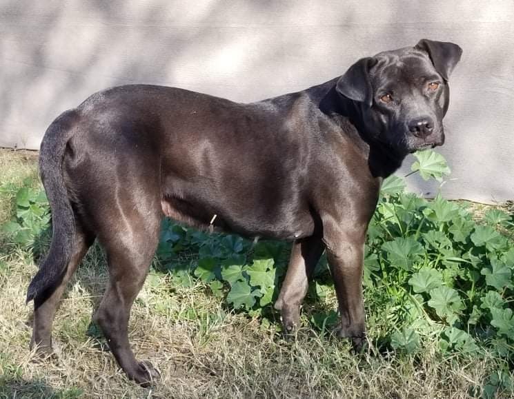 Jellybean, an adoptable Labrador Retriever, Shar-Pei in Tucson, AZ, 85705 | Photo Image 1