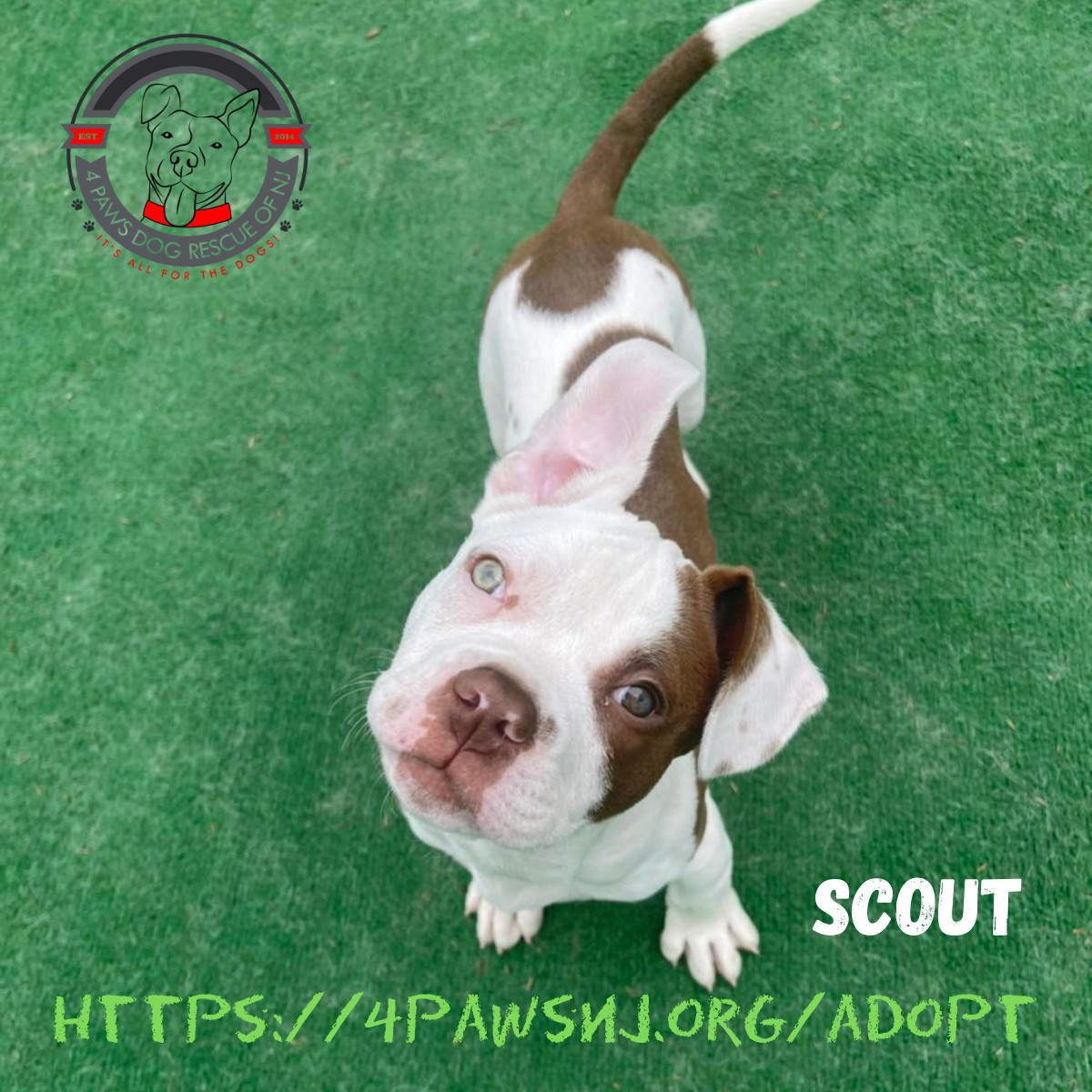 Scout