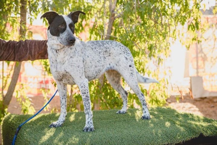 Milly, an adoptable Australian Cattle Dog / Blue Heeler Mix in Battle Ground, WA_image-3