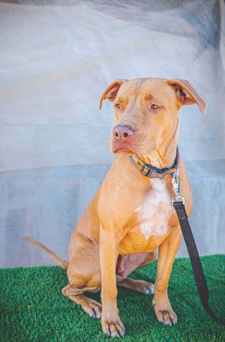 Wilson, an adoptable American Bully & American Staffordshire Terrier Mix in Portland, OR_image-2