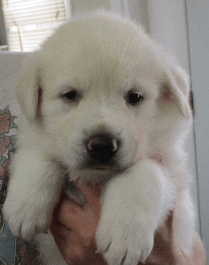 Joice, an adopted Great Pyrenees Mix in Clear Lake, IA_image-1