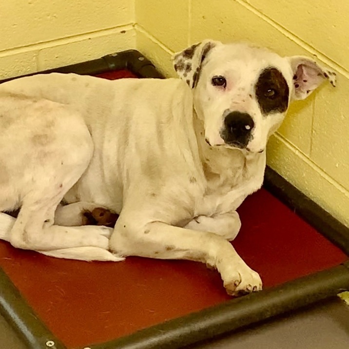 MR MILTON, an adoptable Mountain Cur in Crossville, TN, 38571 | Photo Image 2