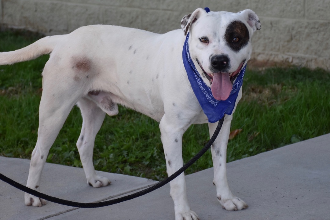 MR MILTON, an adoptable Mountain Cur in Crossville, TN, 38571 | Photo Image 1