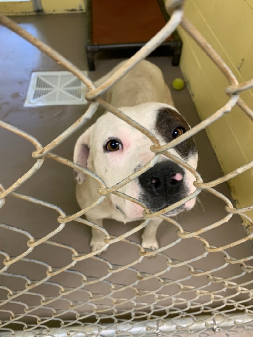 MR MILTON, an adoptable Mountain Cur in Crossville, TN, 38571 | Photo Image 4