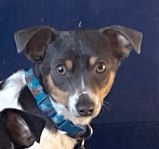 Johnny, an adopted Rat Terrier in San Francisco, CA_image-2